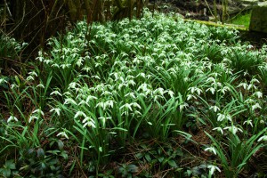 sneeuwklokjes in mijn tuin,2012