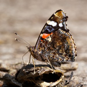 Schoenlapper