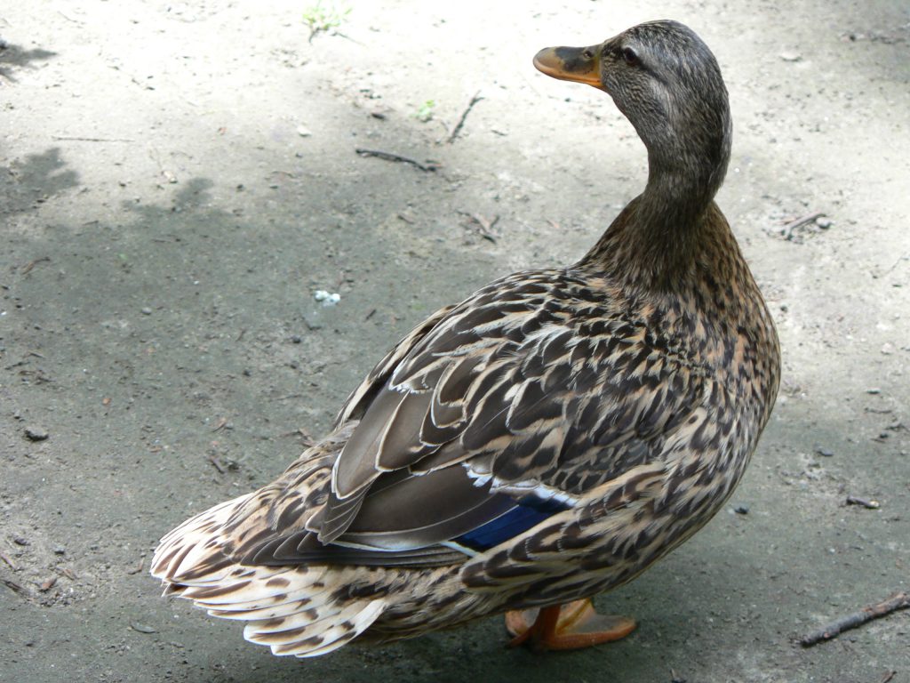 wilde-eend-vrouwtje