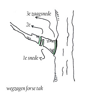 Kapvergunning boom in tuin