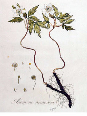 Anemone nemorosa L.wood anemone, windflower Kops et al., J., Flora Batava, vol. 4: t. 248 (1822) 