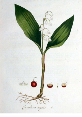  Convallaria majalis L. Kops et al., J., Flora Batava, vol. 1: t. 6 (1800)