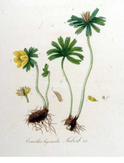 Eranthis hyemalis (L.) Salisb. Kops et al., J., Flora Batava, vol. 9: t. 711 (1846)