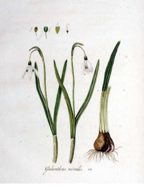 Galanthus nivalis L. Kops et al., J., Flora Batava, vol. 1: t. 14 (1800)