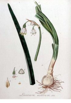 Kops et al., J., Flora Batava, vol. 9: t. 644 (1846)