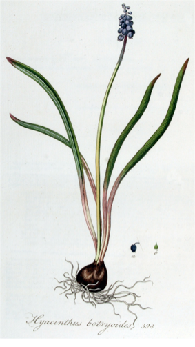 Muscari botryoides (L.) Miller [as Hyacinthus botryoides L.] Kops et al., J., Flora Batava, vol. 5: t. 394 (1828)