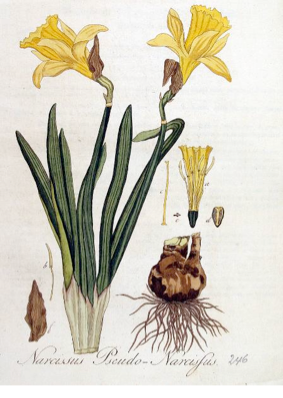 Flora Batava, Volume 4 (1822), bron: Wikimedia