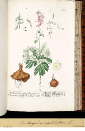Corydalis solida (L.) Clairv. [as Fumaria bulbosa L.] Blackwell, E., Herbarium Blackwellianum, vol. 6: t. 534 (1773)