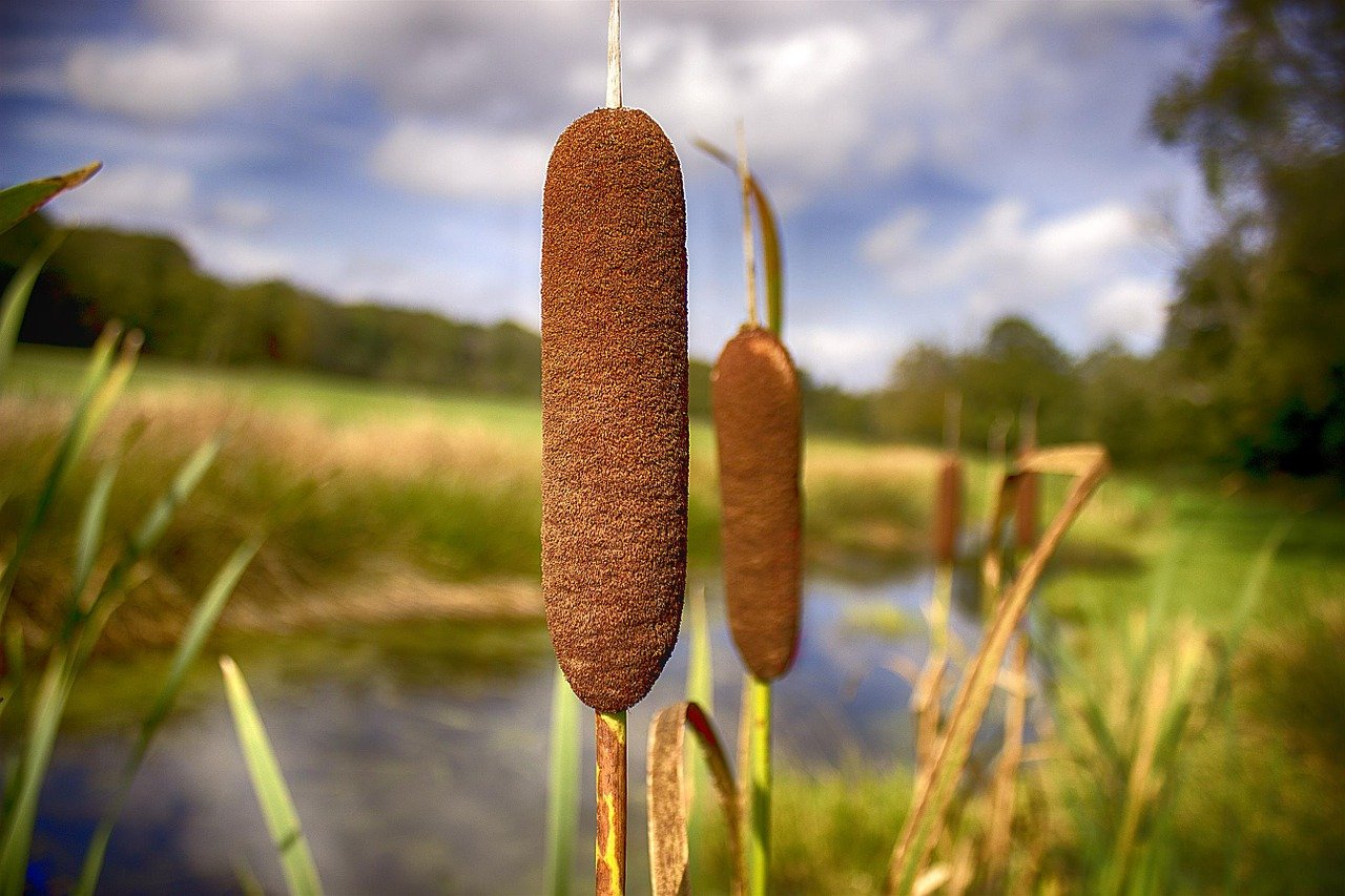 Riet en Lisdodde de Zonnelaan - VTV Blijdorp