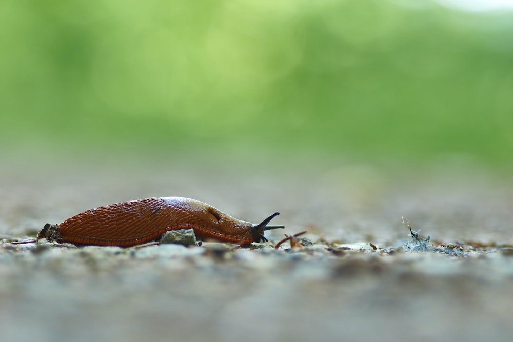 Slakken, …. en nog eens slakken Blijdorp