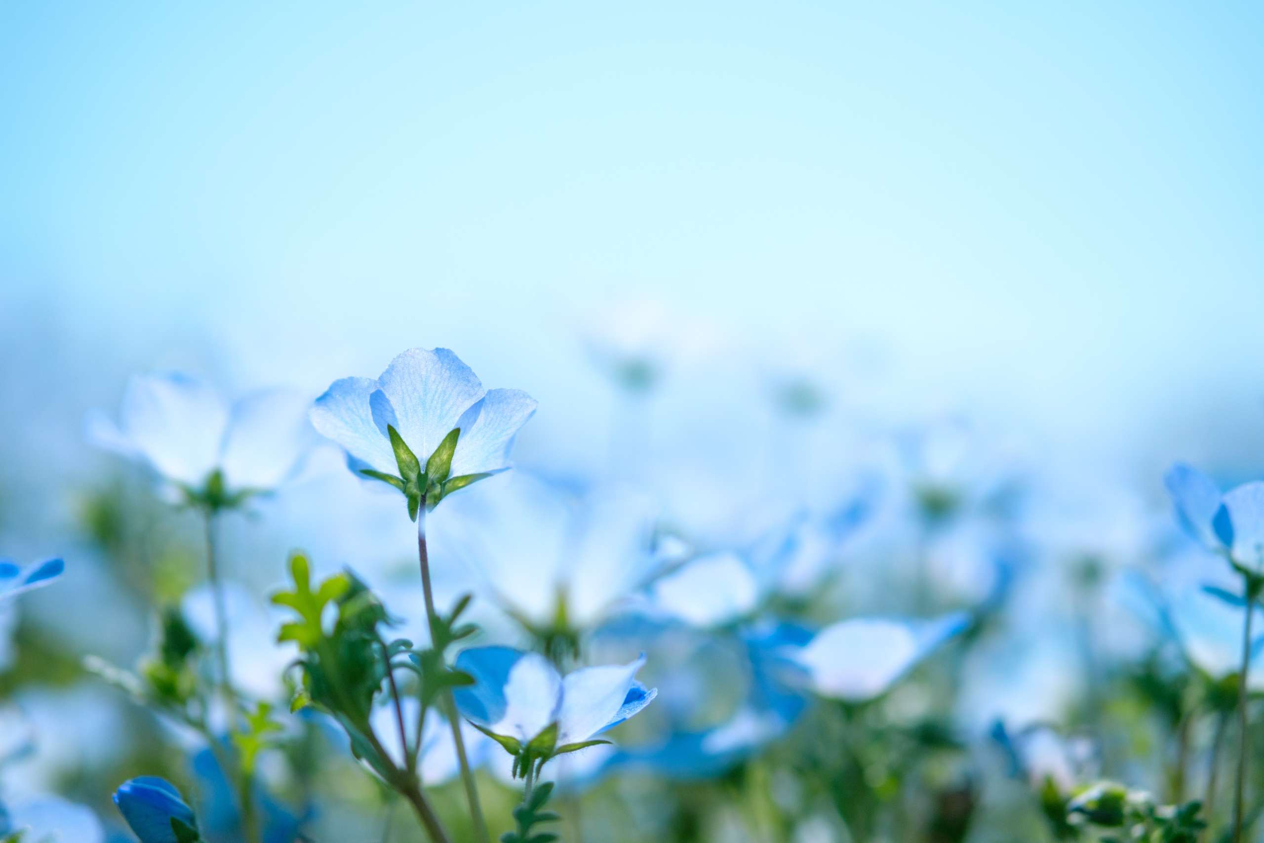 Blauwe bloemen VTV Blijdorp