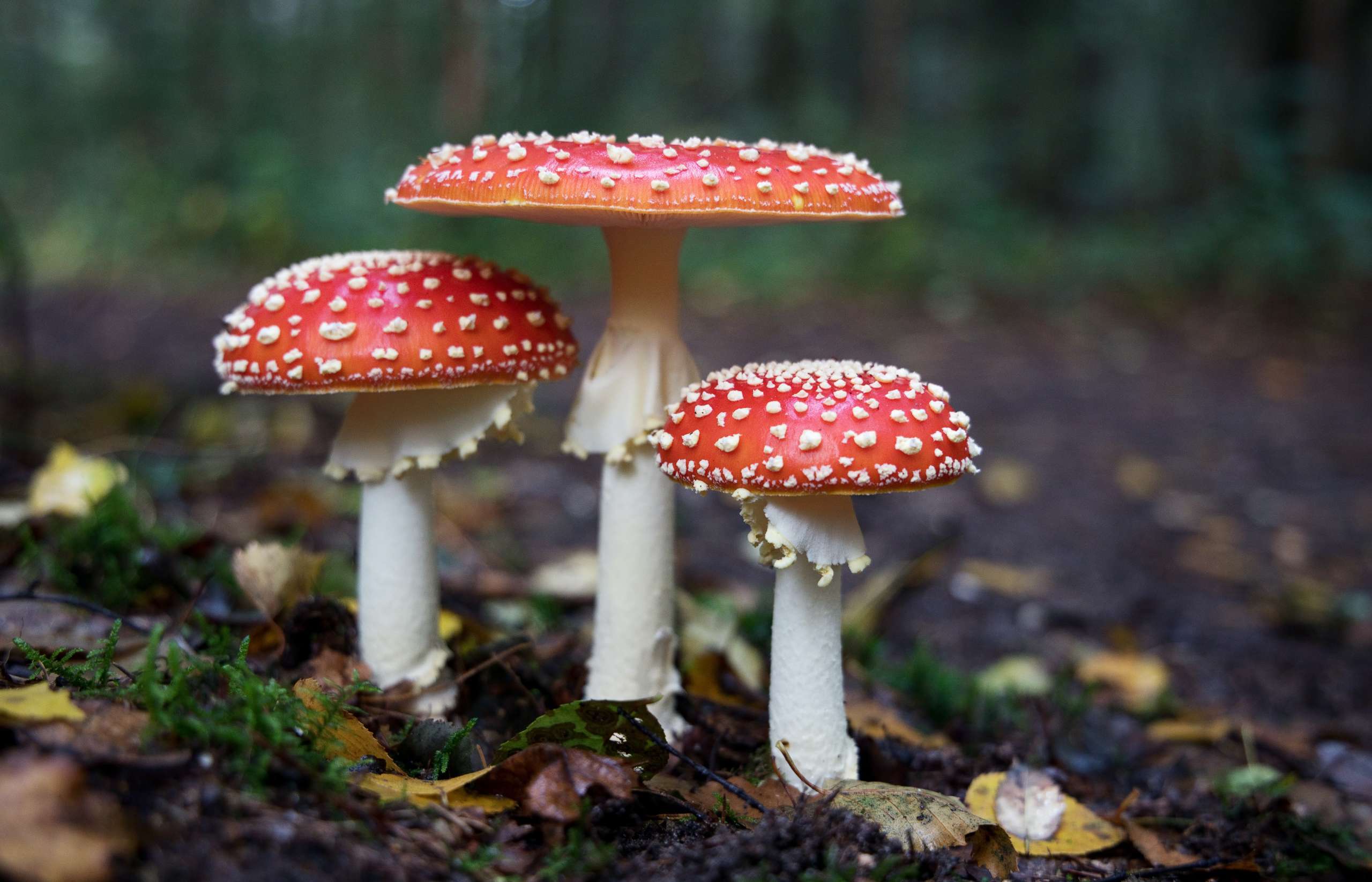 Schimmelnetwerken van paddenstoelen - VTV Blijdorp